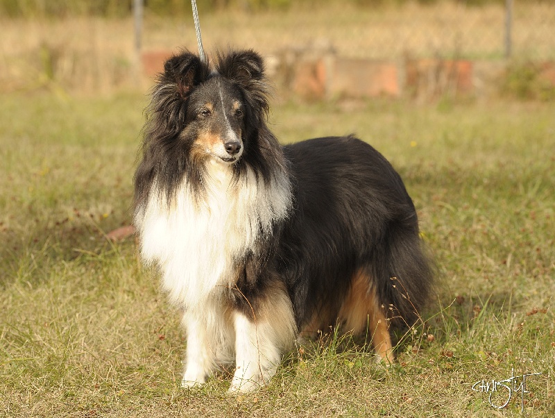 CH. Tootsie brune du Trésor d'Ysatis