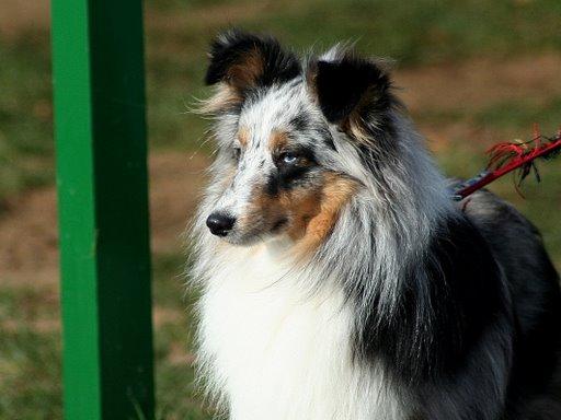 CH. Celtic bleu du Trésor d'Ysatis