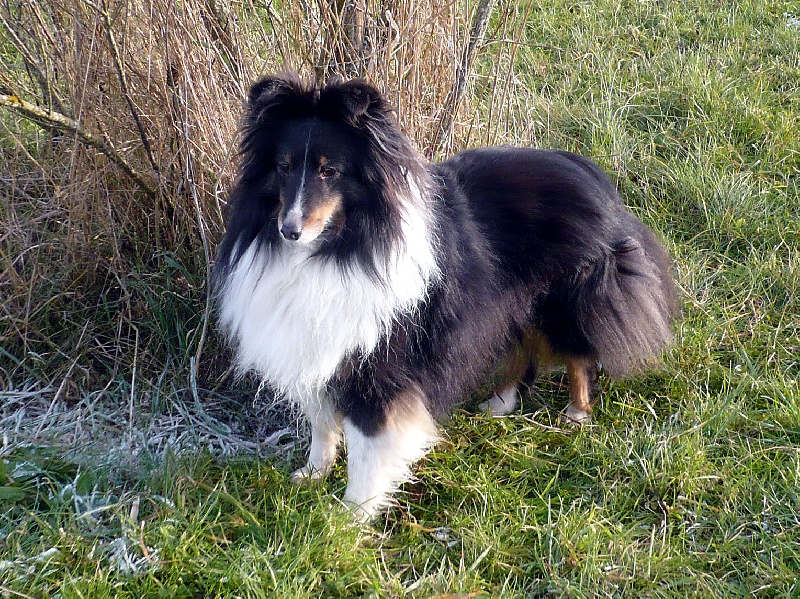 CH. Tootsie brune du Trésor d'Ysatis