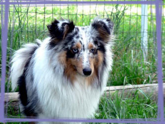 A'hugo bleu du Trésor d'Ysatis