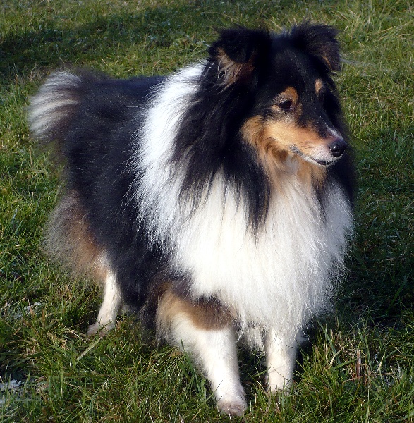 Revly brune du Trésor d'Ysatis