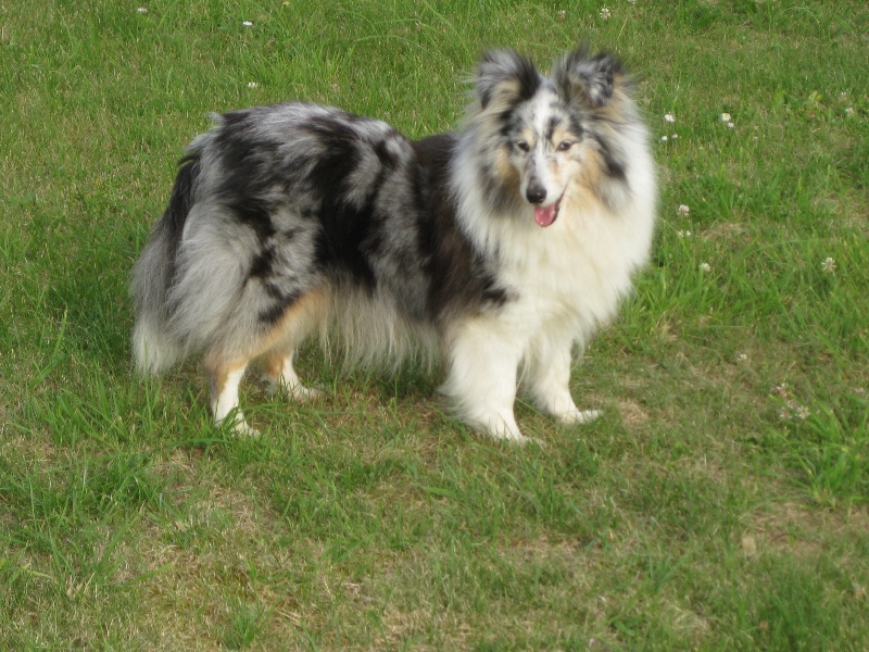 Pickles blue Von boben tahl