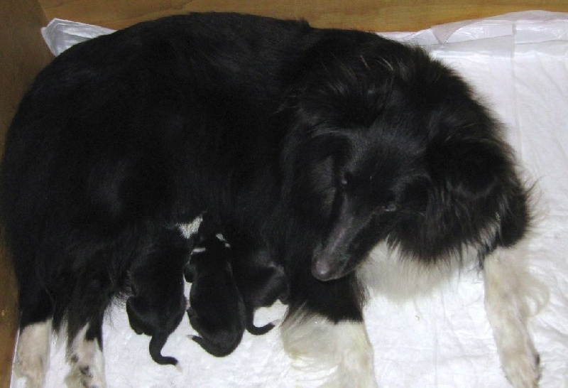 du Trésor d'Ysatis - Shetland Sheepdog - Portée née le 25/07/2015