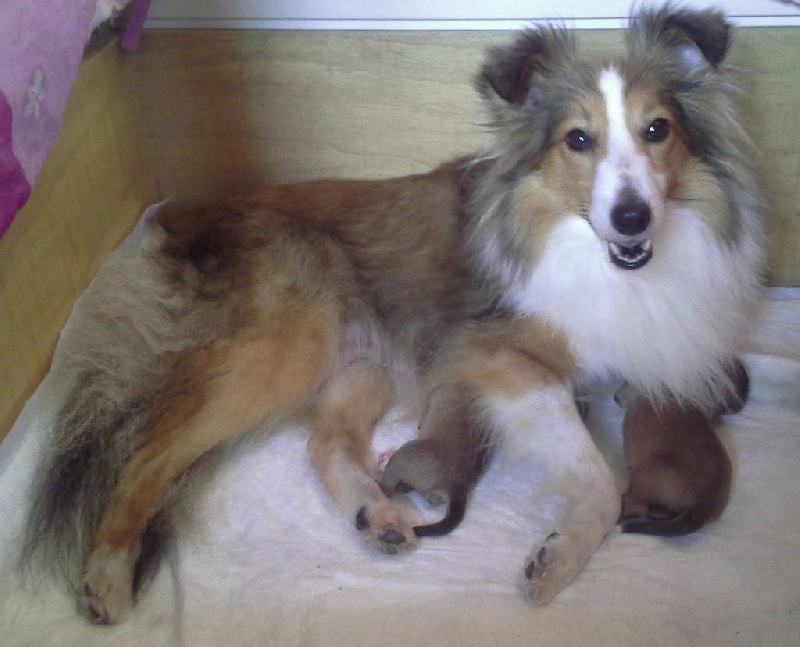 du Trésor d'Ysatis - Shetland Sheepdog - Portée née le 23/08/2014