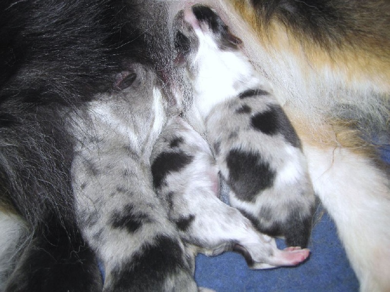 du Trésor d'Ysatis - Shetland Sheepdog - Portée née le 10/05/2015