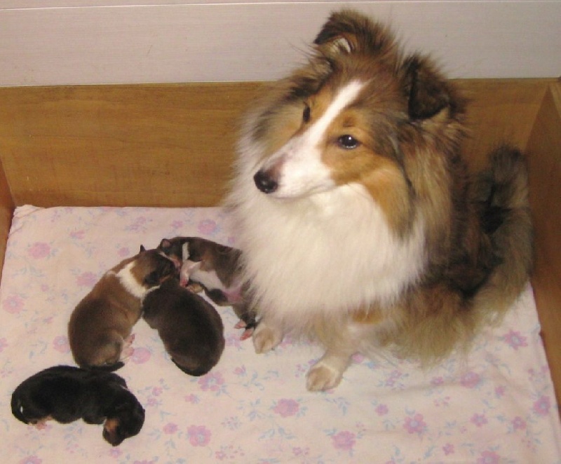 du Trésor d'Ysatis - Shetland Sheepdog - Portée née le 15/01/2016
