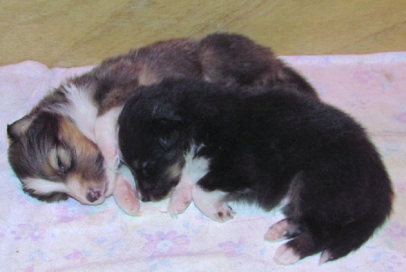 du Trésor d'Ysatis - Shetland Sheepdog - Portée née le 30/09/2016