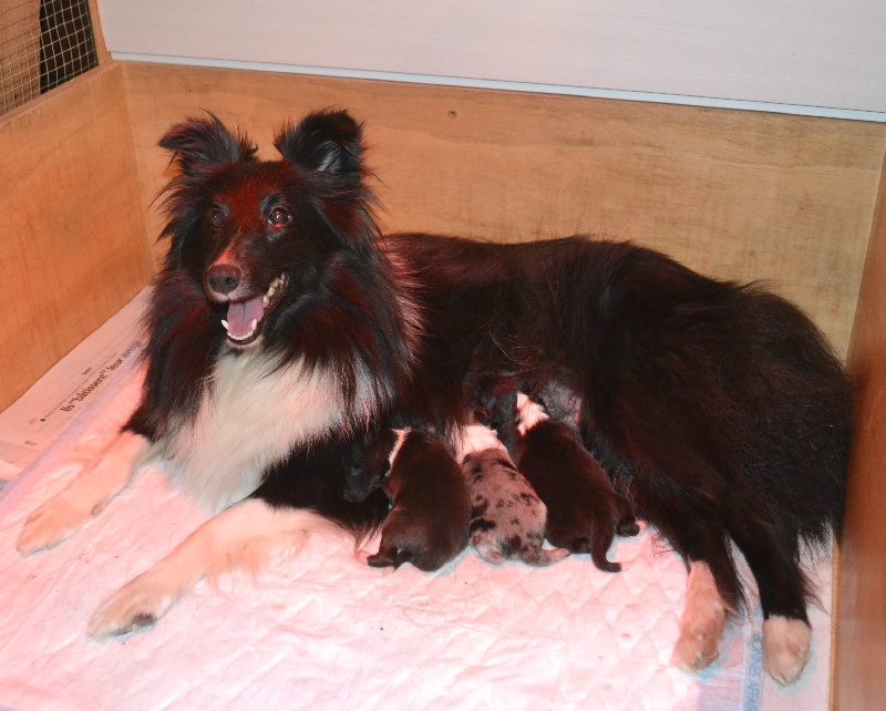 du Trésor d'Ysatis - Shetland Sheepdog - Portée née le 24/11/2012
