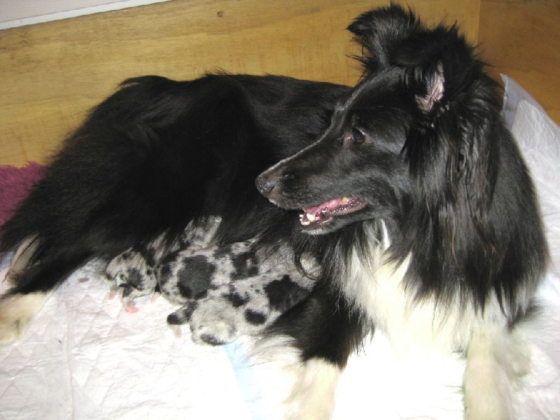 du Trésor d'Ysatis - Shetland Sheepdog - Portée née le 18/05/2014