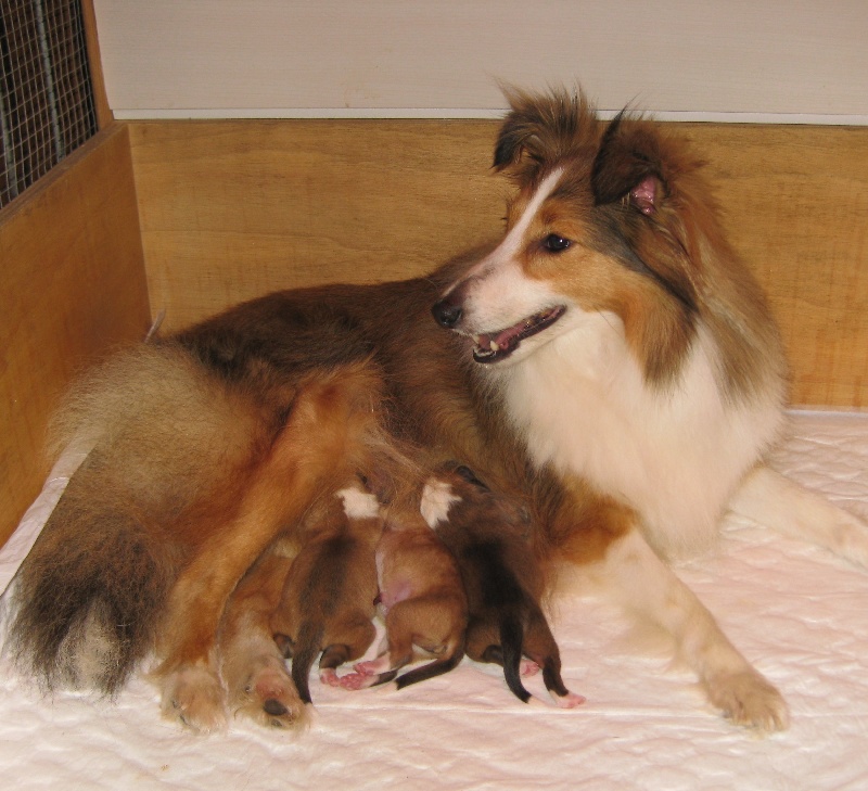 du Trésor d'Ysatis - Shetland Sheepdog - Portée née le 31/05/2013
