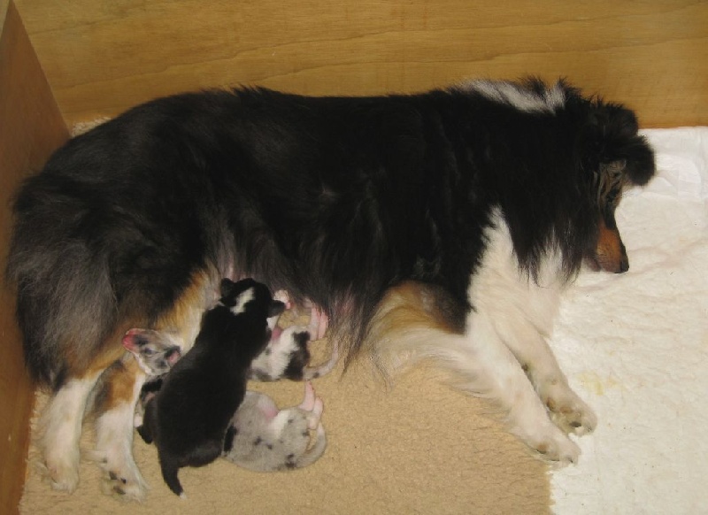 du Trésor d'Ysatis - Shetland Sheepdog - Portée née le 06/06/2014